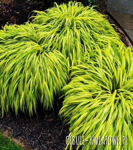 Hakonechloa Macra Aureola Smukła 1 szt.