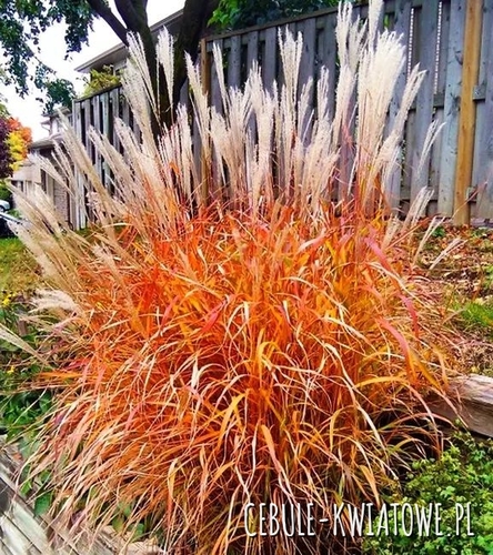 Miskant chiński - Miscanthus Purpurascens 1 szt.