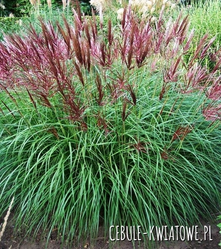 Miskant chiński - Miscanthus Fernen Osten 1 szt.