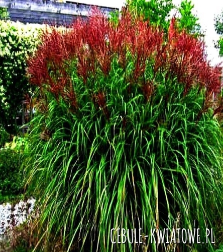 Miskant chiński - Miscanthus Rotfeder 1 szt.