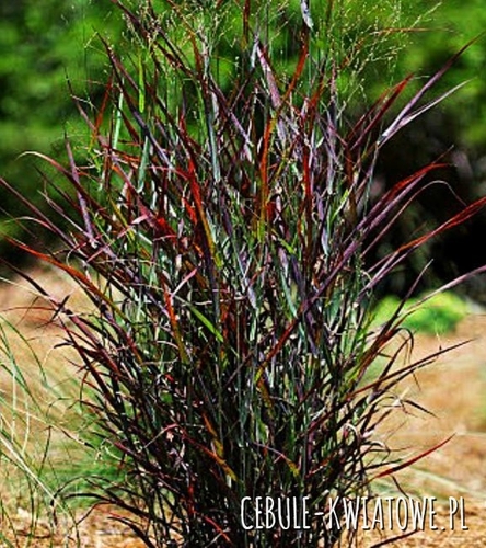 Proso rózgowate - Panicum Hot Rod 1 szt.