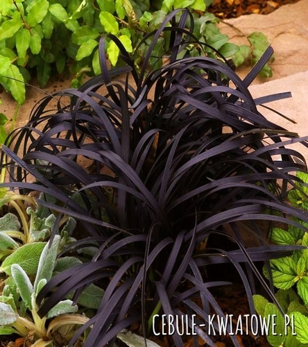 Konwalijnik Niger - Ophiopogon Planiscapus 1 szt.