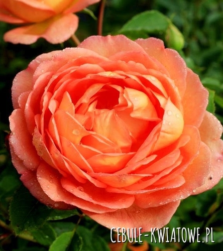 Róża Angielska Pomarańczowa 1 szt.
