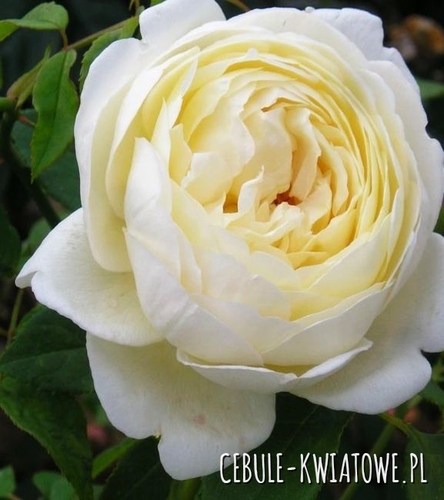 Róża Parkowa Biała 1 szt.