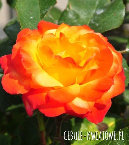 Róża rabatowa Czerwono Żółta 1 szt.