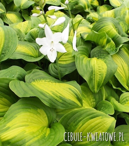 Hosta - Funkia Avocado 1 szt.