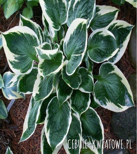 Hosta - Funkia Karin 1 szt.