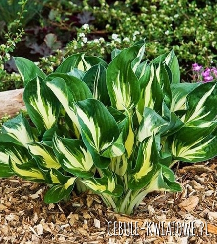 Hosta - Funkia Sting 1 szt.