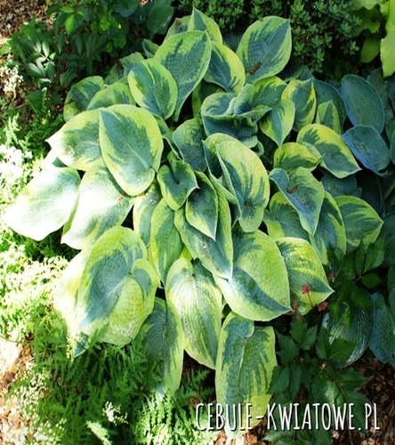 Hosta - Funkia Tokudama Flavocircinalis 1 szt.