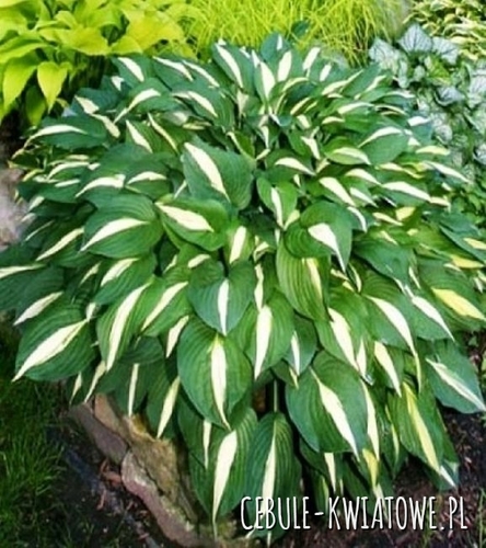 Hosta - Funkia White Bikini 1 szt.