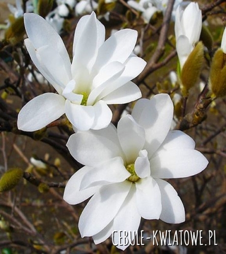 Magnolia Stellata 1 szt.