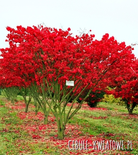 Trzmielina Oskrzydlona 1 szt.