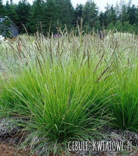 Sesleria Jesienna 1 szt.