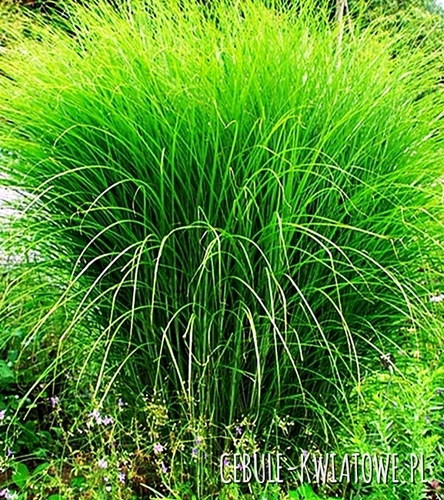 Miskant Gracillimus 1 szt.