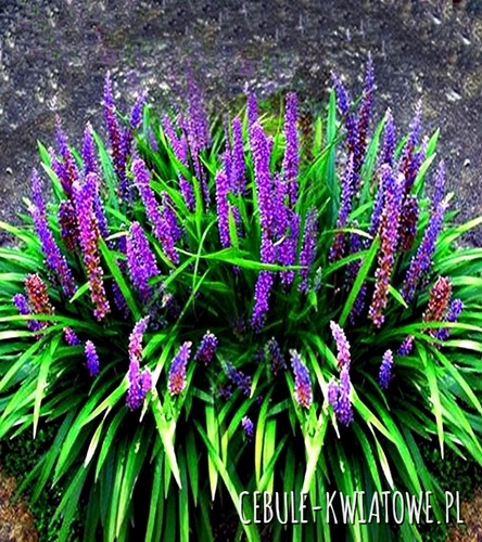 Liriope Big Blue 1 szt.