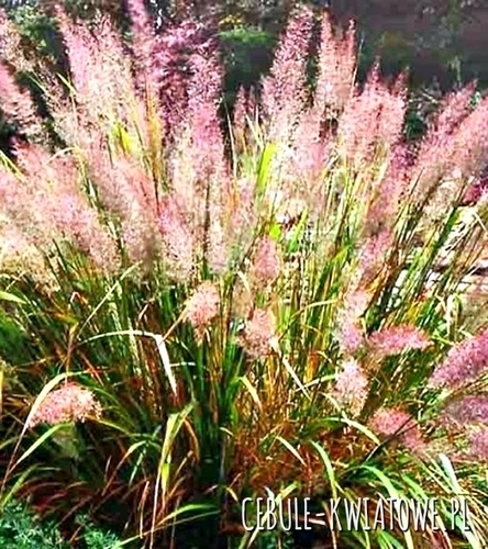 Trzcinnik Krótkowłosy 1 szt.