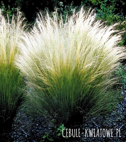 Ostnica Miękka Pony Tails 1 szt.