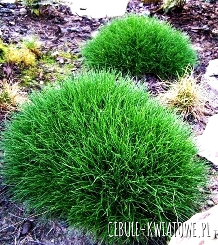 Kostrzewa Miotlasta 1 szt.