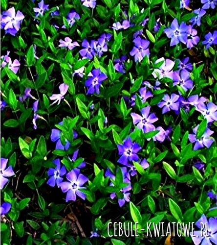 Barwinek Pospolity 1 szt.