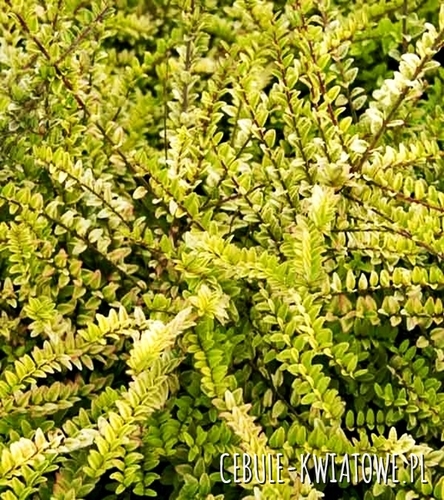 Suchodrzew Aurea 1 szt.