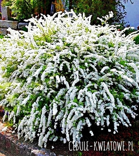 Tawuła Szara Grefsheim 1 szt.