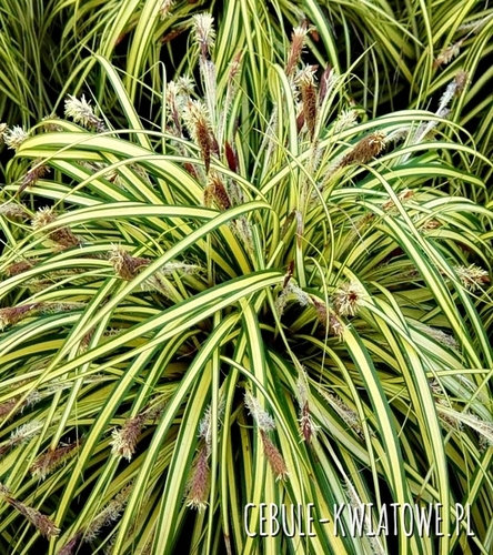 Manna Mielec Variegata 1 szt.