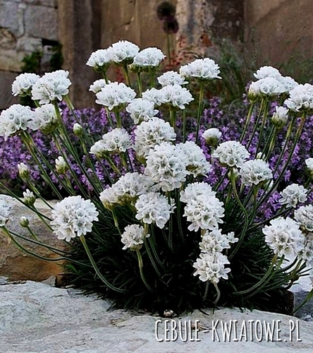 Zawciąg Amanda White 1 szt.