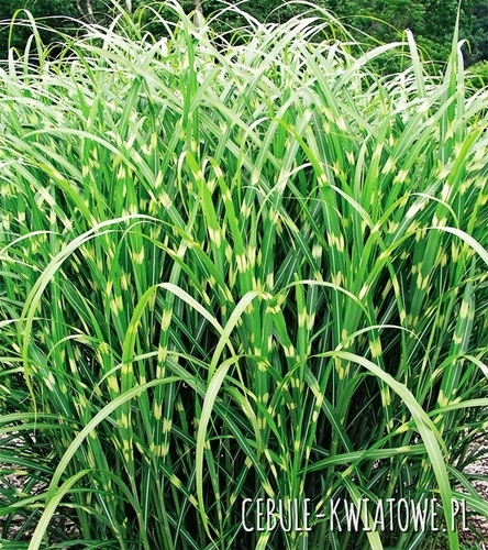 Miskant Little Zebra 1 szt.