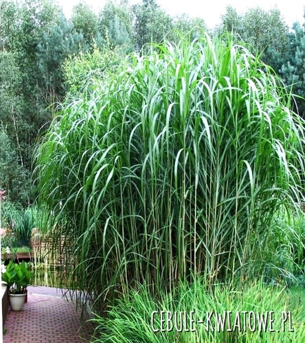 Miskant Olbrzymi 1 szt.