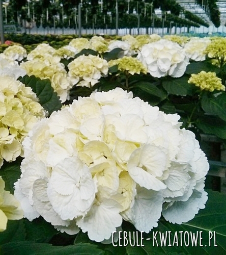 Hortensja Ogrodowa Saxon Snowball 1 szt.