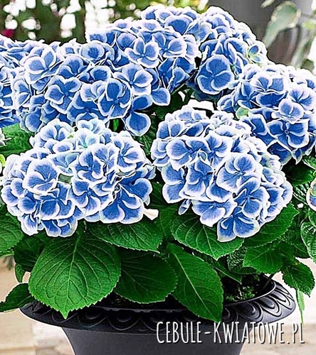 Hortensja Ogrodowa Bavaria 1 szt.