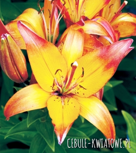 Lilia Orientalna Royal Sunset 1 szt.