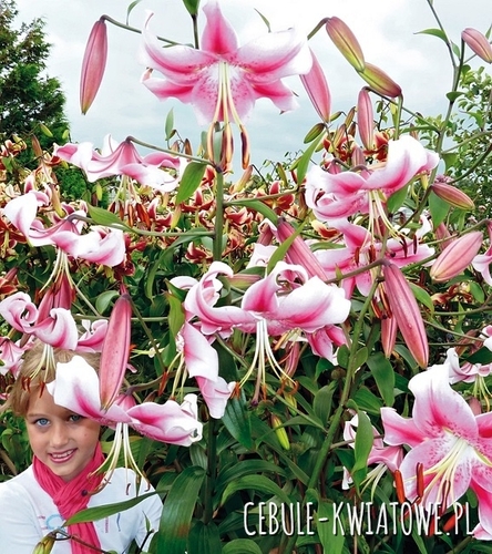 Lilia Drzewiasta Anastasia 1 szt.