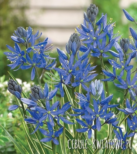 Camassia - Kamasja Orion 10 szt.