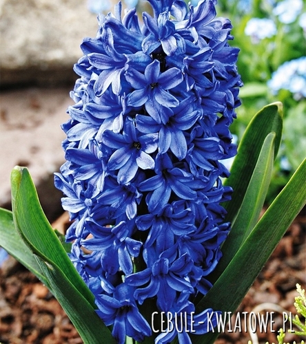 Hiacynt Blue Star 3 szt.