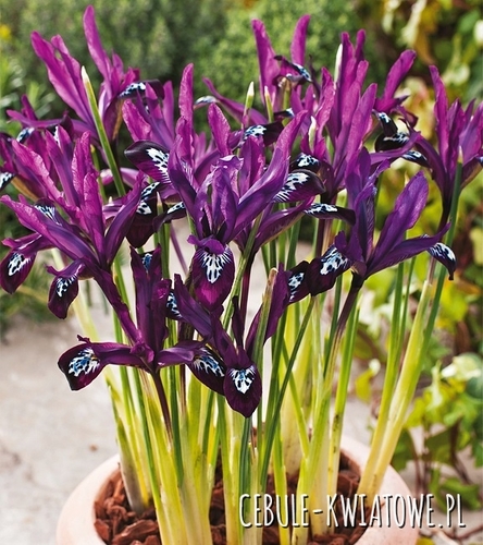 Iris Reticulata - Żyłkowany Pauline 10 szt.