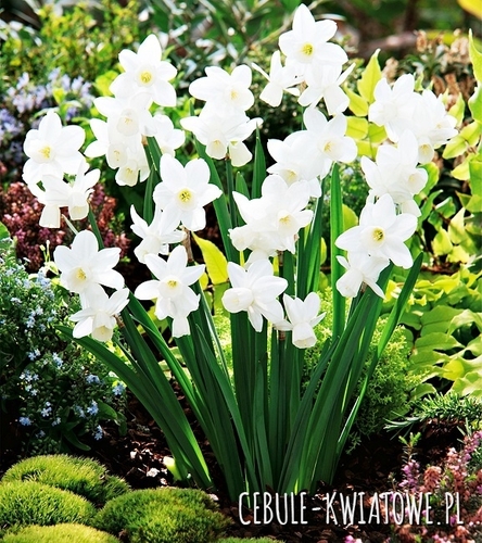 Narcyz Niski Silver Bouquet 5 szt.