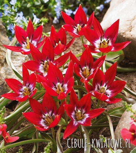 Tulipan Botaniczny Tiny Timo 5 szt.