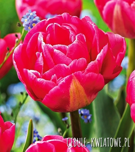 Tulipan Pełny Voque 5 szt.