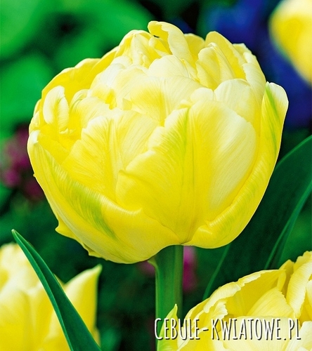 Tulipan Pełny Verona 5 szt.