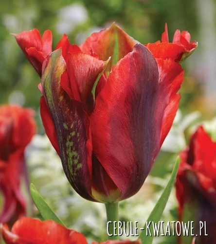 Tulipan Viridiflora Hollywood Star 5 szt.