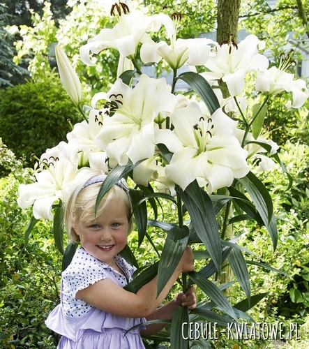 Lilia Drzewiasta Pretty Woman 1 szt.