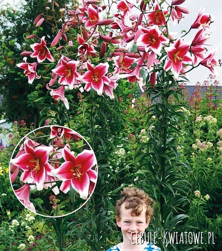 Lilia Drzewiasta Friso 1 szt.