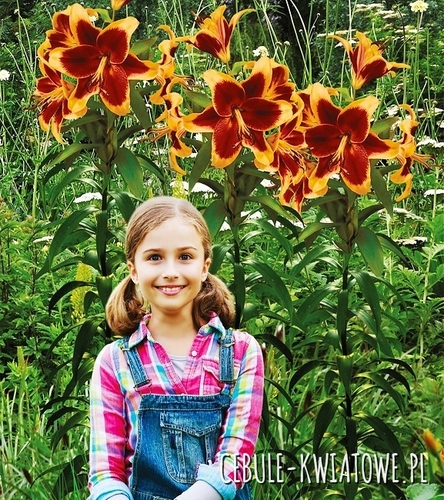 Lilia Drzewiasta Red Morning 1 szt.