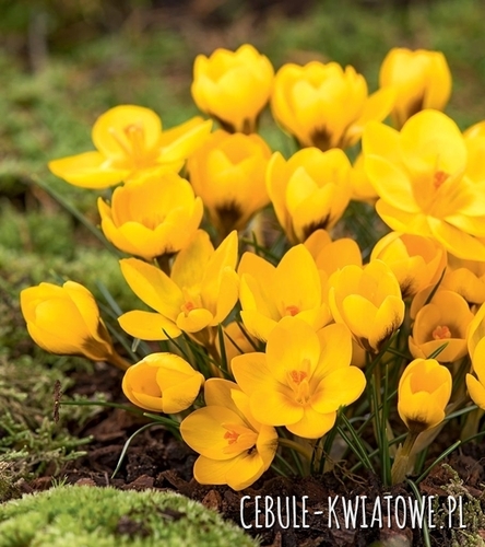 Krokus Wiosenny Goldilocks 10 szt.