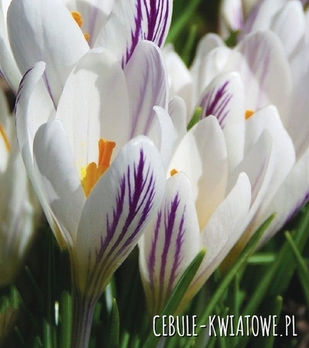 Krokus Wiosenny Picturatus 5 szt.