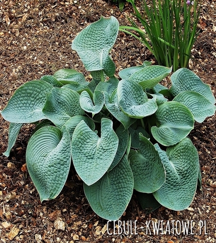 Hosta - Funkia Abiqua Drinking Gourd 1 szt.