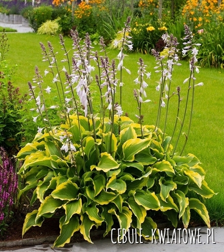 Hosta - Funkia Atlantis 1 szt.