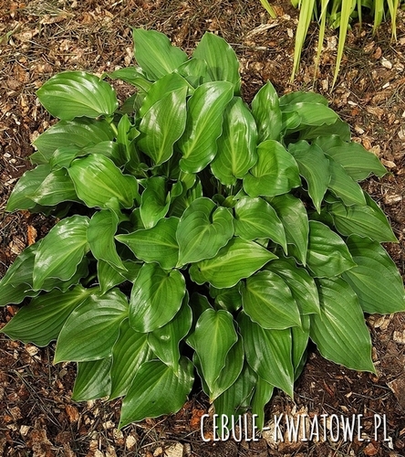 Hosta - Funkia Invincible 1 szt.