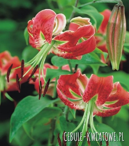 Lilia Drzewiasta Scarlet Delight 1 szt.